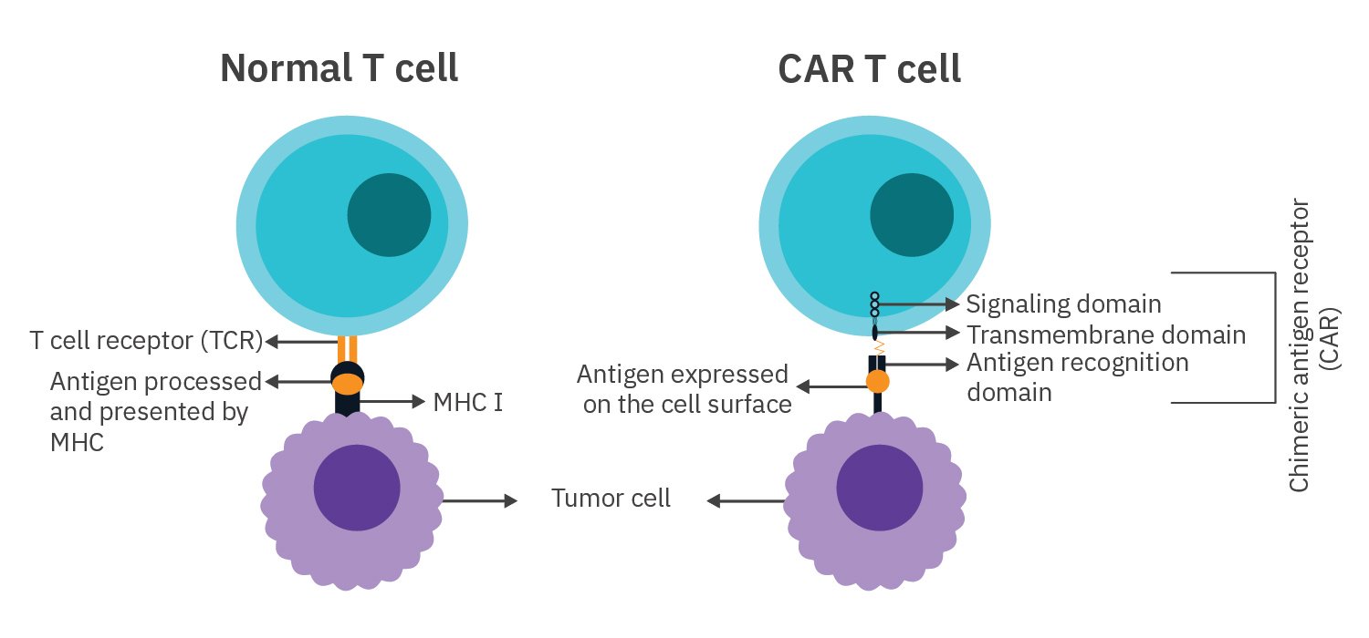 In vitro CAR T Cell Killing assay Axion Biosystems